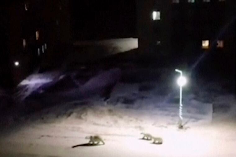 In this image taken from video, a mother polar polar bear and two cubs walk across the courtyard of a residential block, Monday, Feb. 11, 2019, in Belushya Guba, Novaya Zemlya, Russia. Russian wildlife specialists are heading to the Arctic archipelago to try to resolve why the polar bears have moved into the area. More than 50 bears have been spotted in the archipelago’s main town of Belushya Guba. (@muah_irinaelis via AP)