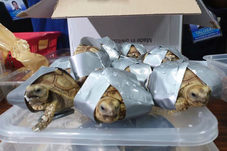 In this March 3, 2019, handout photo provided by the Bureau of Customs Public Information Office, duct-taped turtles are presented to reporters in Manila, Philippines. Philippine authorities said that they found more than 1,500 live exotic turtles stuffed inside luggage at Manila's airport. The various types of turtles were found Sunday inside four pieces of left-behind luggage of a Filipino passenger arriving at Ninoy Aquino International Airport on a Philippine Airlines flight from Hong Kong, Customs officials said in a statement. (Bureau of Customs via AP)