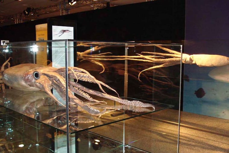 Squid.Giant squids can reach lengths of up to 18 meters, or 60 feet, and are the largest aquatic invertebrate
© ANIMAL INSIDE OUT, a Body Worlds Production, www.animalinsideout.com