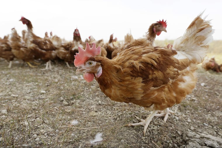 Cage-free chickens walk in a fenced pasture at an organic farm near Waukon, Iowa. (AP Photo/Charlie Neibergall, File)