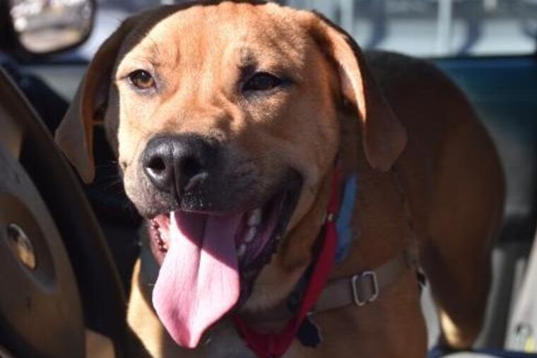 this week’s pet of the week – Dino.