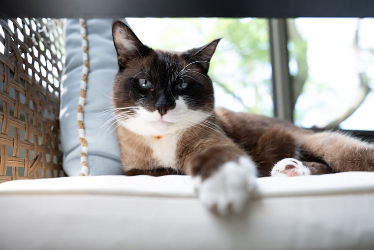 Mao is enjoying his new home in Fairmount.