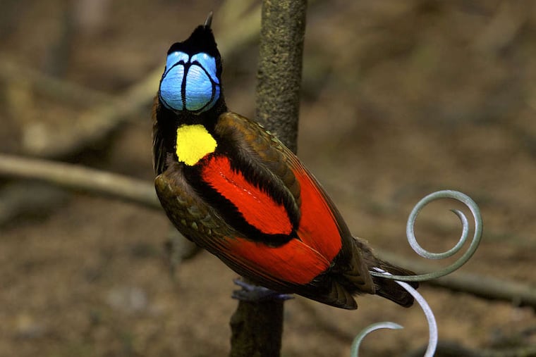 A Wilson's bird of paradise from the National Geographic exhibit of bird photography.