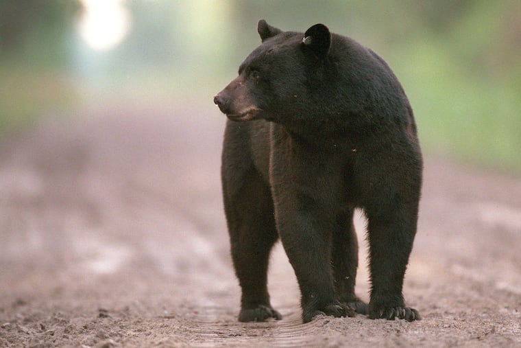 A black bear walks along a dirt road in the late afternoon.