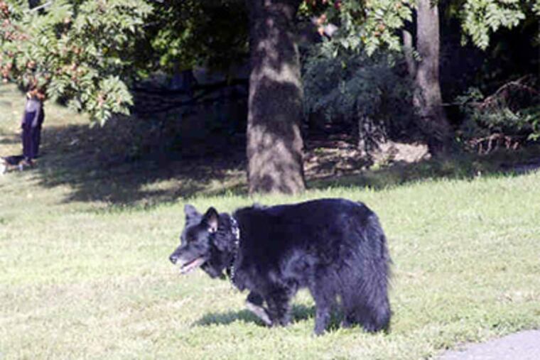 Blackie's fierce looks and bold bark were misleading, for beneath them was a gentle and tolerant pet whose loving nature rounded out the family in the most endearing of ways.