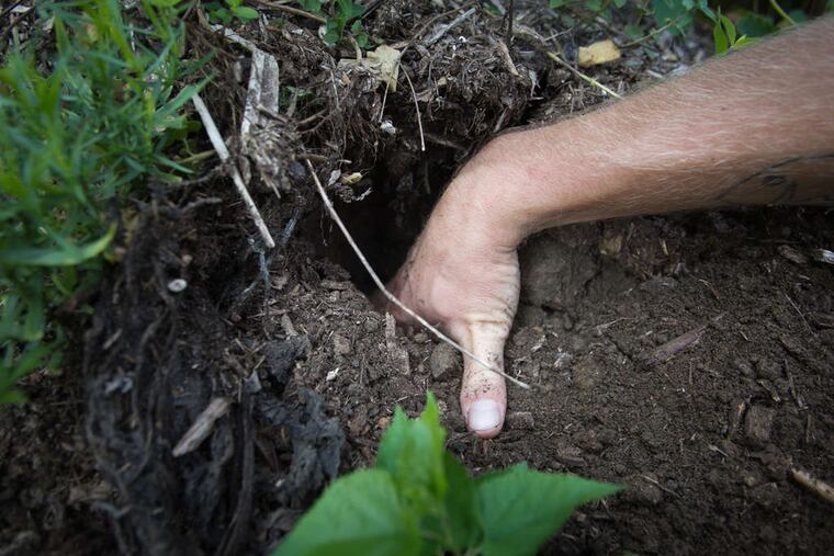 Use the lasagna method to reclaim a weed patch.