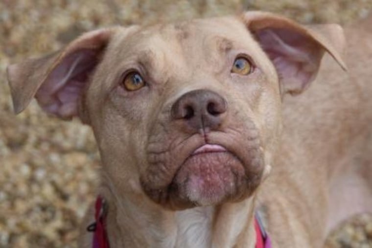 Pet of the Week– Sasha