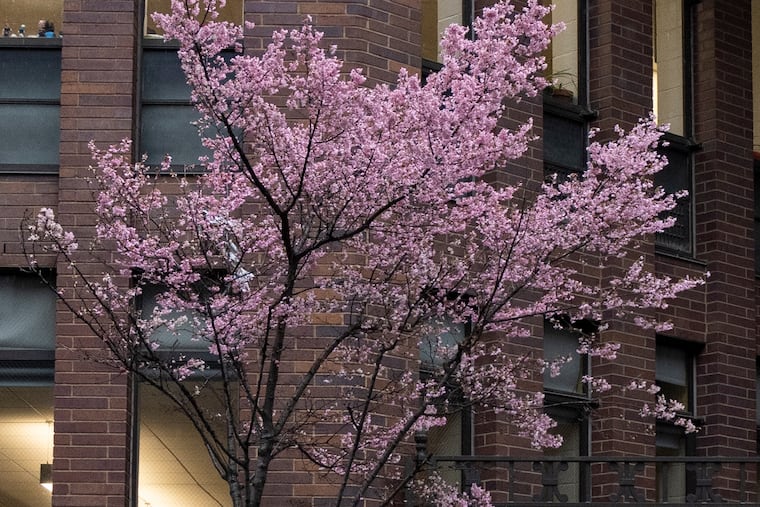 A tree in bloom at 17th and Race Streets in Philadelphia on Feb. 22. This year was the second warmest February on record for Philadelphia.