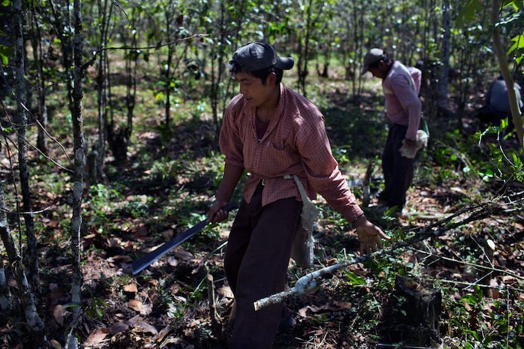 A worker cuts down coffee trees damaged by the Roya coffee fungus to make way for new coffee plants near Santiago Atitlan, Guatemala, on Feb. 8, 2013.