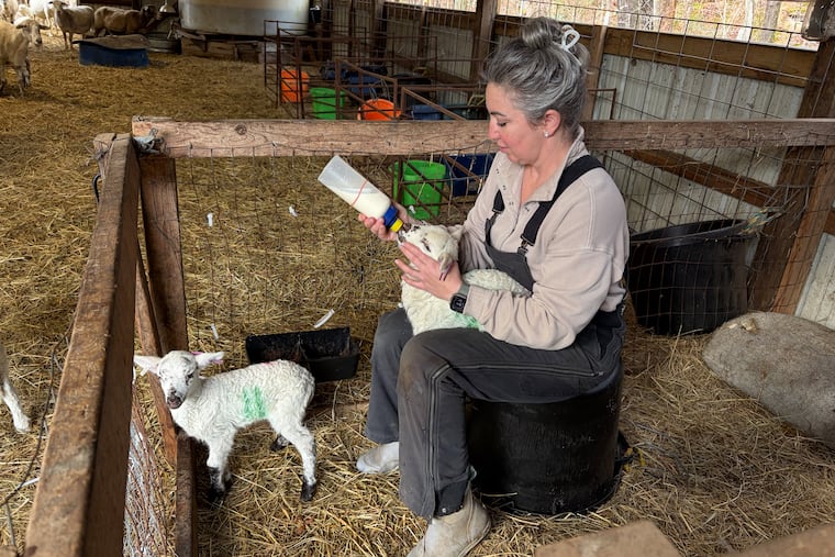 RaDonda Vaught tends to lambs on her farm north of Nashville. Vaught was convicted of reckless homicide and lost her nursing license after a medication error killed a patient. She now gives speeches about hospital safety in an era of automation and artificial intelligence. (Blake Farmer/WPLN News)
