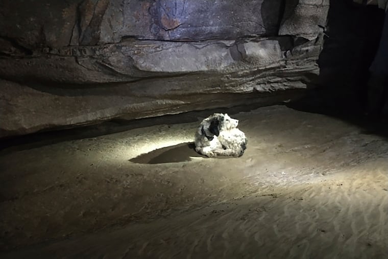 A 13-year-old dog named Abby that was found by cavers on Aug. 6 in Perryville, Mo.
