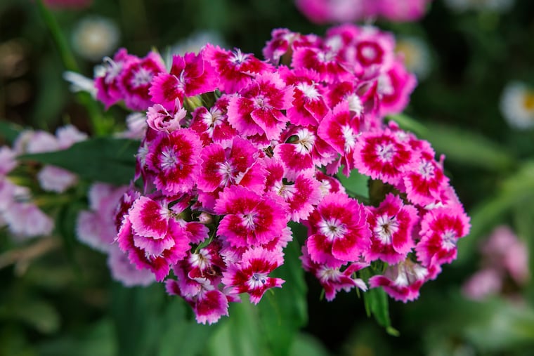 Sweet William flowers in a home garden in Ambler.