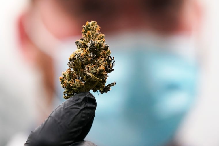A cannabis bud ready for processing at a medical cannabis facility in Richmond, Va. A Pennsylvania appeals court judge on Wednesday blocked the state Department of Health from enforcing a controversial recall of vaping products.