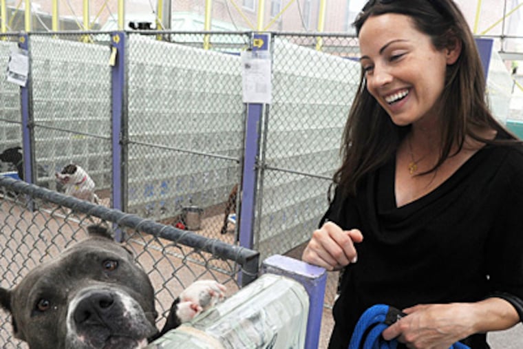Jen Utley stops by to say hello to Starla, a pitbull available for adoption at the PSPCA. (Sarah J. Glover / Staff Photographer)