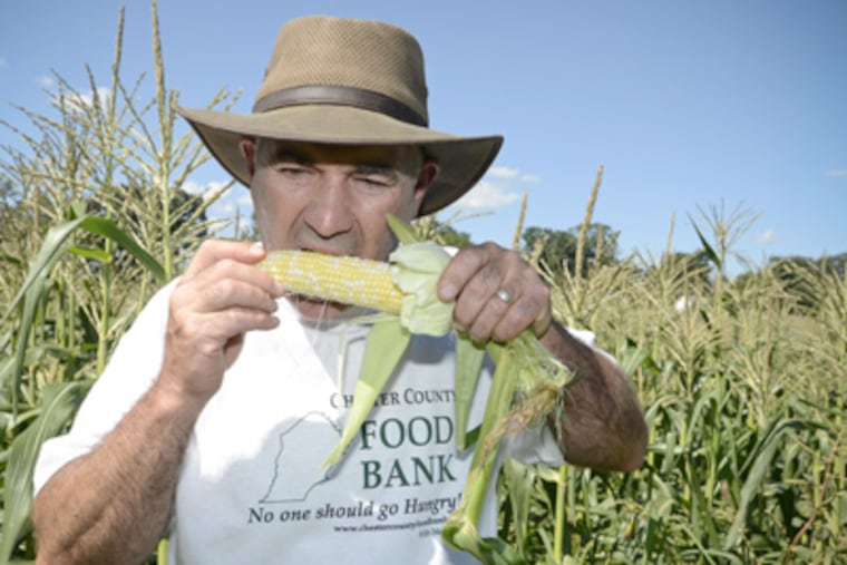 Pete Flynn, of Pete’s Produce Farm, in Westtown, Chester County, sells at his own farm store. He eliminated his supermarket deals this year. (Ron Tarver / Staff Photographer)