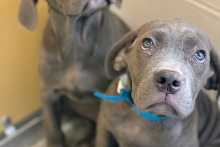 This photo provided by Pennsylvania SPCA shows two dogs that were rescued in Philadelphia on Wednesday, Sept. 4, 2019. Animal welfare authorities say 55 dogs and puppies were rescued from a Pennsylvania home Wednesday, after they received a call about unsanitary conditions there. The officers removed 22 Cane Corsos, 16 French bulldogs, 13 Border Collies, three Pomeranian-husky mixes and a Doberman Pinscher from the property in Lancaster County, about 60 miles west of Philadelphia.