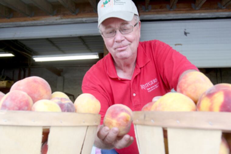 "Those who are dedicated to farming are finding new ways to survive," Jerry Frecon said. Frecon is retiring after 30 years as the state's liaison to Gloucester County farmers. (Charles Fox / Staff Photographer)