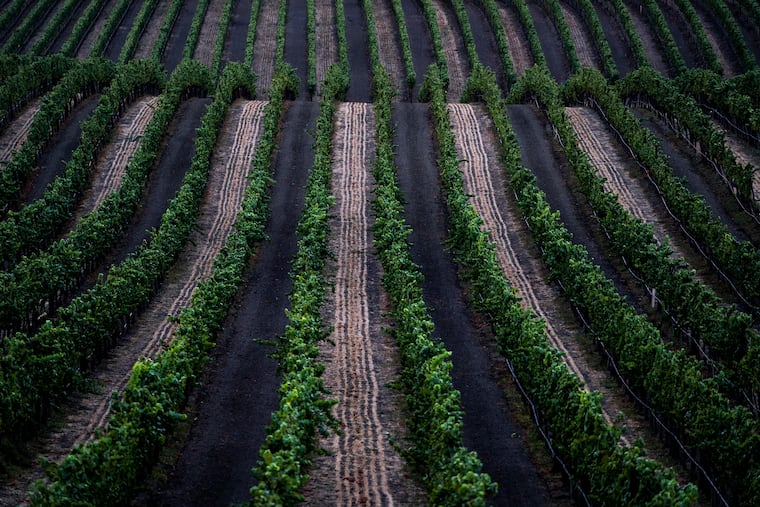 Wine Review: Old Vine Ranch's Old Vine Red