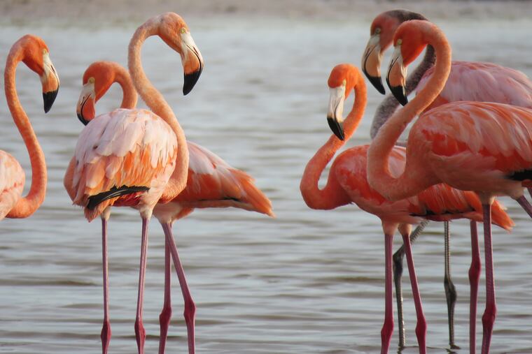 Wild flamingos gather near Treasure Island, Fla., in 2023.
