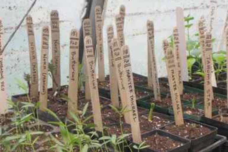 Some of Weaver's planted flats of heritage seeds at Roughwood, his Devon manse.
