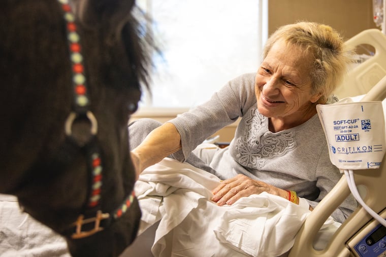 Ginny DiFerdinando, 79, of Warminster, Pa., is greeted by Dale, 14-year-old miniature therapy horse, at Abington-Lansdale Hospital on Tuesday, Nov. 26, 2019.