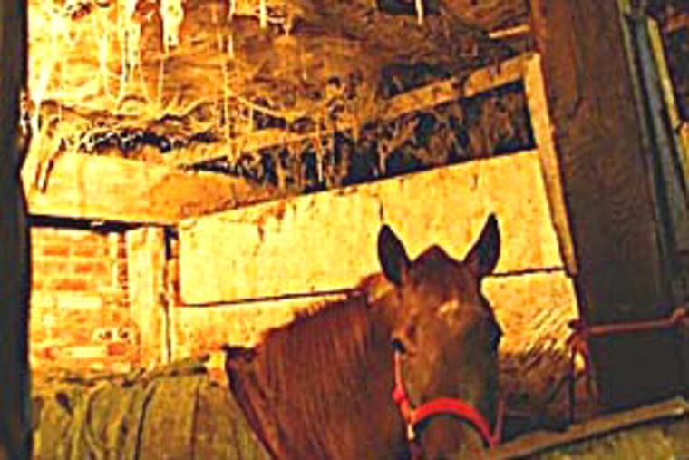 A horse in a dimly lit stall at a rowhouse stable closed by the city yesterday for deplorable conditions. (David Maialetti / Daily News)