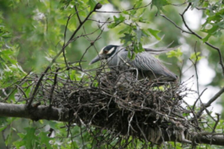 A night heron nests above a house's front door in Absecon, N.J. "You learn real quick where not to stand," a neighbor says.