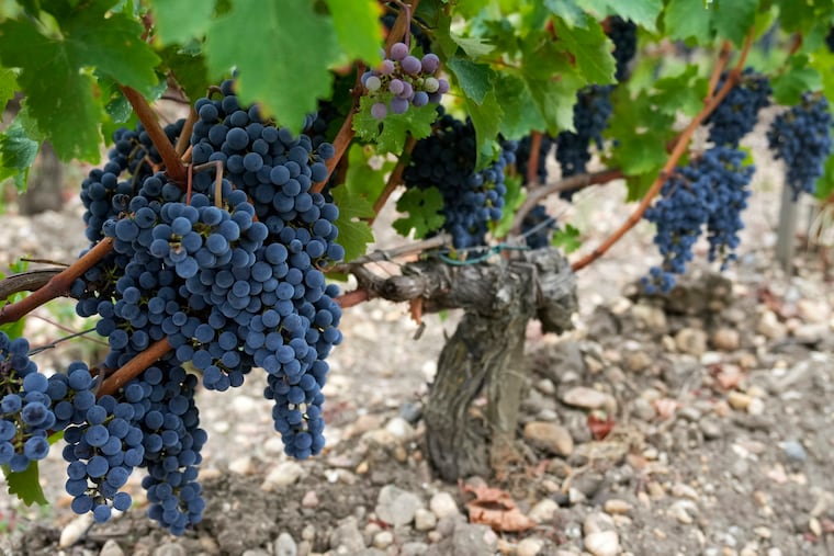 Grapes of cabernet maturing on the vine.