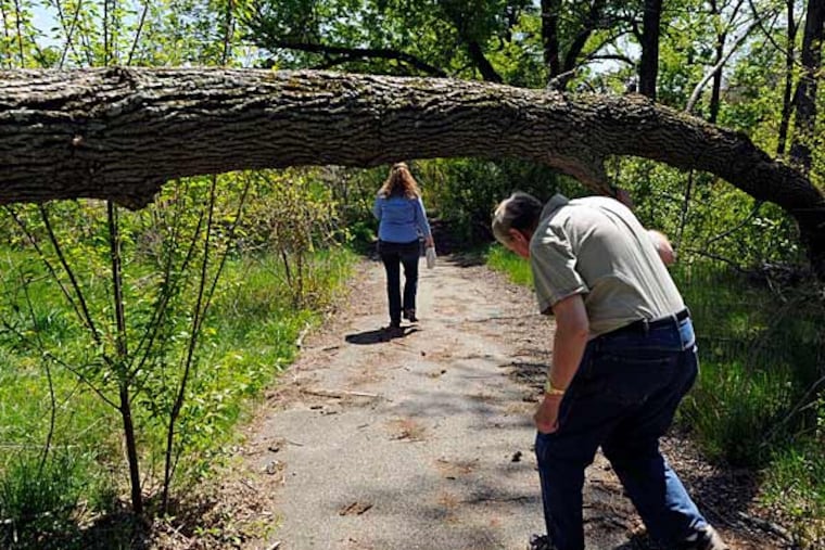 At Maple Ridge, Rich Dilks, chairman of the Wenonah Environmental Commission, ducks under a tree while on a hike with Christine Nolan, executive director of the South Jersey Land and Water Trust. (Tom Gralish/Staff)