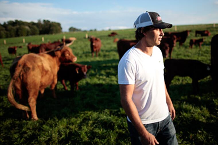 Dean Carlson and his cows at Wyebrook Farm in Honey Brook. If he had his way, all his livestock would live and die here, instead of enduring the agitation of travel to a slaughterhouse. (David Swanson / Staff Photographer)