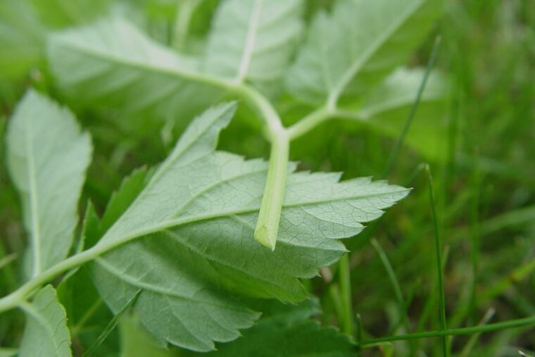 Aegopodium (goutweed, or bishop weed) grows so vigorously, with a total mat of underground rhizomes, that it manages to kill everything.
