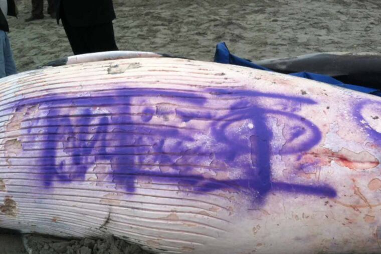 The whale washed up with purple graffiti on its belly.