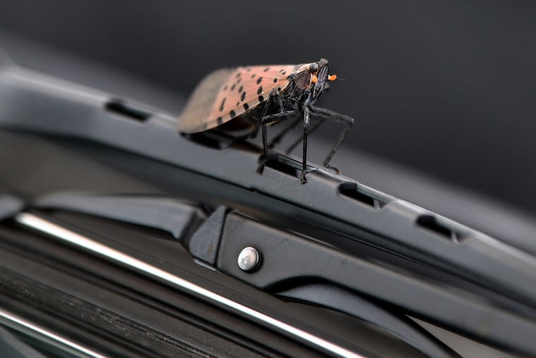 A spotted lanternfly on an automobile wiper blade in October.