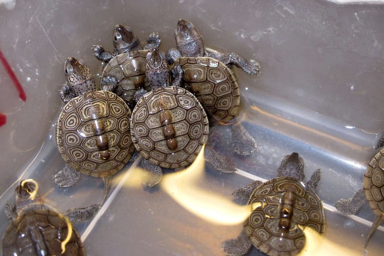 Baby diamondback terrapin turtles swim in a container at the Marine Academy of Technology and Environmental Science in Manahawkin, N.J. Legislators recently introduced a bill to make it illegal to catch or take the turtles from the wild.