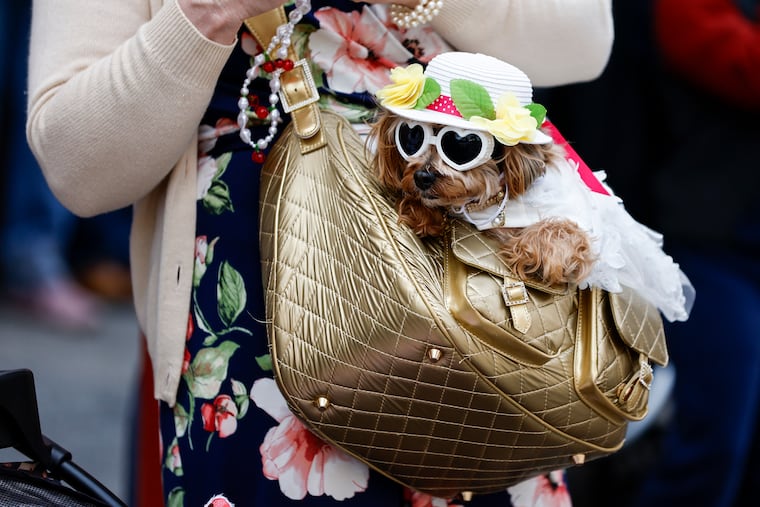 Lori Ney, holds her dog named Ava in a bag, during the 92nd Annual Easter Promenade at 5th and South Streets on Sunday, April 20, 2025 in Philadelphia. After strolling down South Street, people gathered for a Best Dressed Contest at Headhouse Plaza.