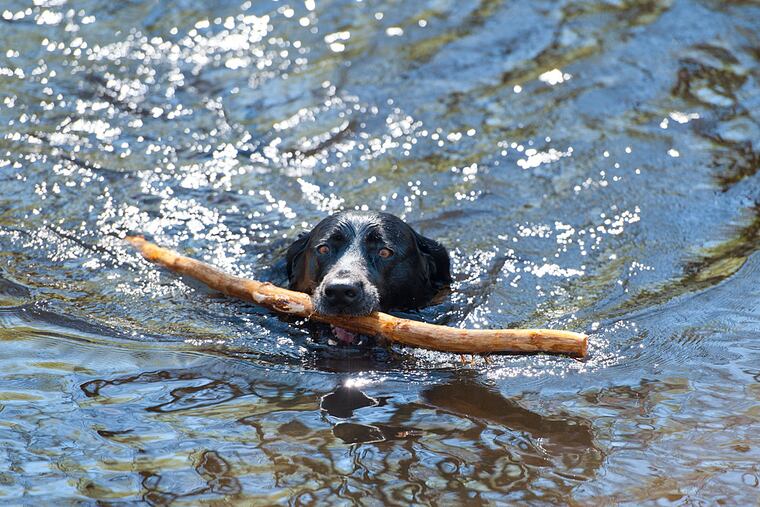 Dakota has been going to Freedom Park daily for seven years. It is estimated 800 dog owners use the park weekly.