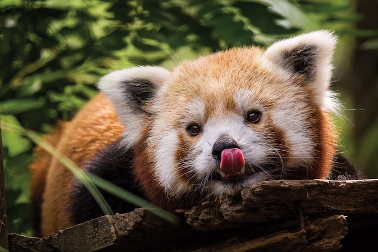 Khumbie was born on June 15, 2014, at the Erie Zoological Gardens and arrived at the Philadelphia Zoo in November 2015.