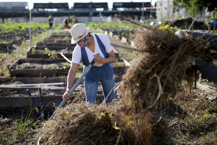 Cristina Martinez, of South Philly Barbacoa and El Compadre, clears an area on an urban farm on a lot at 26th and Dickinson Streets, owned by Church of the Redeemer Baptist, in Philadelphia, Pa. on July 14, 2020. El Compadre, a restaurant space owned by the South Philly Barbacoa people, is transforming their space into a community kitchen that will feed people in need during the pandemic and after.