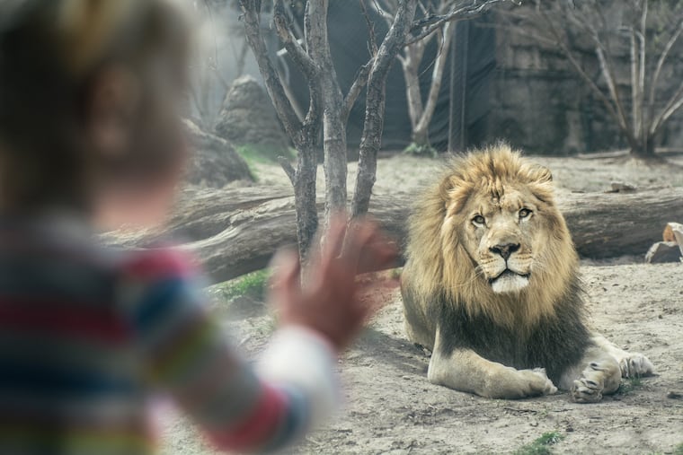 Makini, an African lion, in 2016 at the First Niagara Big Cat Falls habitat at the Philadelphia Zoo. Makini has died, the zoo announced.