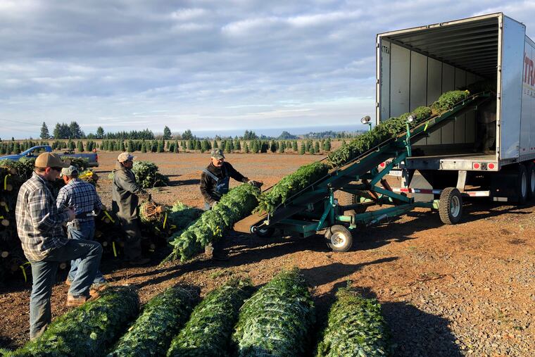 Christmas trees from Oregon being sent out to fight against the War on Christmas.