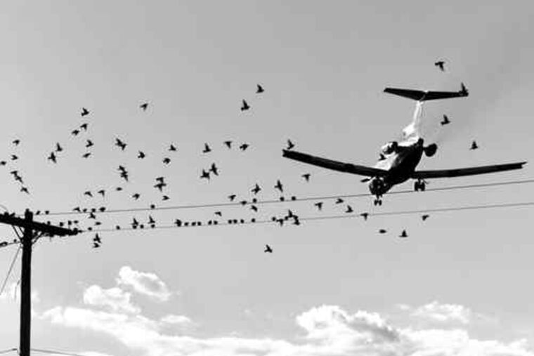 Airplanes struck birds 46 times at Philadelphia International Airport in the first seven months of 2009.