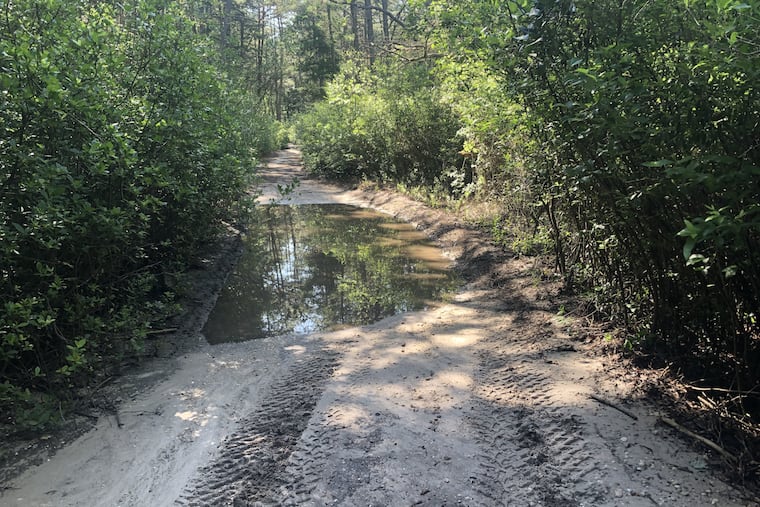 One of many pairs of tire tracks and ruts along the Batona Trail in the New Jersey Pinelands where off-road vehicles are prohibited. From June, 2021.
