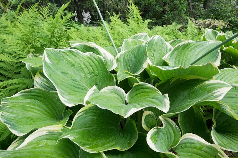 Time to divide your perennials, especially hostas.