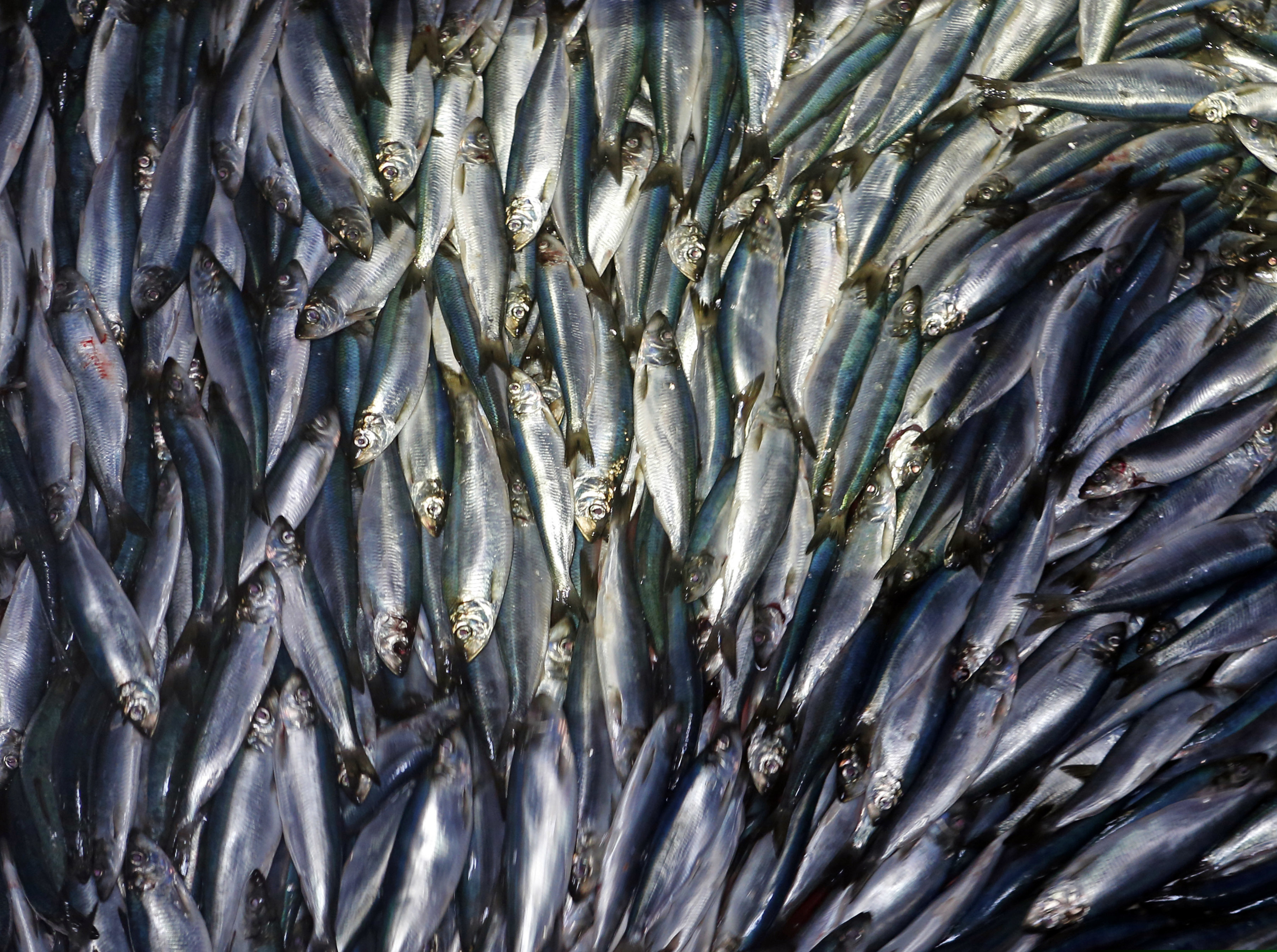FILE - In this Wednesday, July 8, 2015 file photo, herring are unloaded from a fishing boat in Rockland, Maine. A study published Tuesday, June 11, 2019 finds a warmer world may lose a billion tons of fish and other marine life by the end of the century. The international study used computer models to project that for every degree Celsius the world warms, the total weight of life in the oceans drop by 5%.