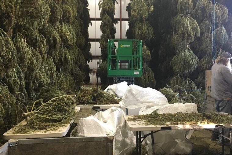 Oregon farmer Steve Fry inspects hemp in the drying barn on his family farm. Lack of drying space has slowed the pace of harvest for many growers in Oregon this year. Photo: The Pew Charitable Trusts