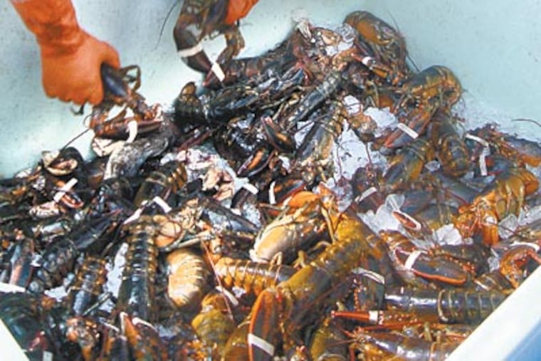 Adam Horvat unloads his catch. “For a lobster to reach a one-pound size, which is about the minimum weight you can sell a lobster at, it takes a lobster between six and eight years,” one angler said. (JEN WULF / Staff)