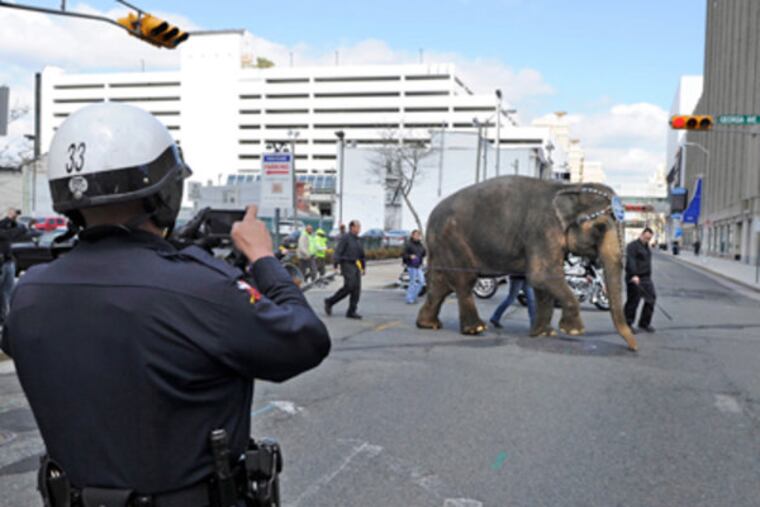 Police stopped traffic (and grabbed a photo) as Dutchess, a 52 year old, 4.5 ton Asian elephant with the Ringling Bros. and Barnum & Bailey Circus, crossed Pacific Avenue in Atlantic City while the circus was in town in April. (FILE: TOM GRALISH/Staff Photographer)