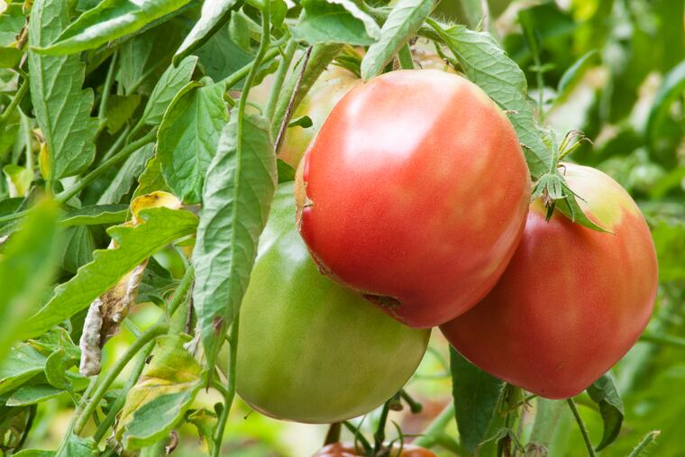Keep your vegetable plants picked, so they keep producing fruit.