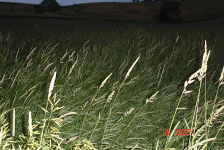 A depression in a wheat field in Duncansville, Blair County, Pa., photographed on June 6, 2008. Evidence of a UFO landing?
