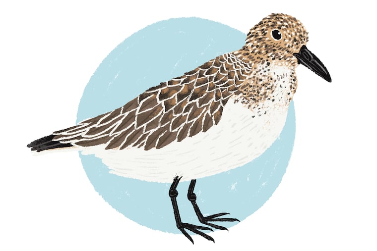 Sanderling
